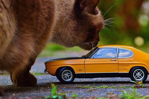 kočka auto malé zápach pelíšlů